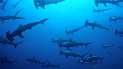 divetravel_JP_hammers