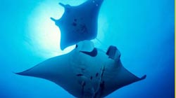 divetravel_manta Mantas in Ishigaki